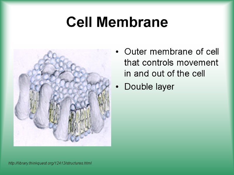 Cell Membrane Outer membrane of cell that controls movement in and out of the